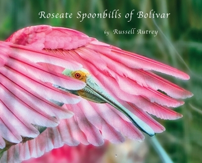Roseate Spoonbills of Bolivar - Russell D Autrey