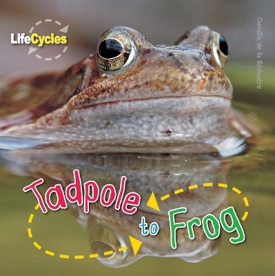 Tadpole to Frog - Camilla de la Bedoyere