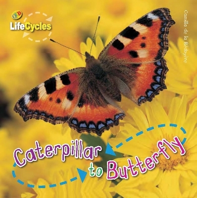 Caterpillar To Butterfly - Camilla de la Bedoyere