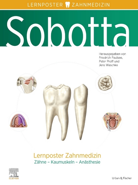 Sobotta Lernposter Zahnmedizin - 