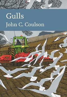 Gulls - Professor John C. Coulson