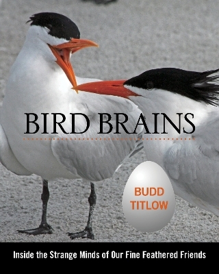 Bird Brains - Budd Titlow
