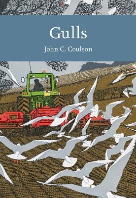 Gulls - Professor John C. Coulson