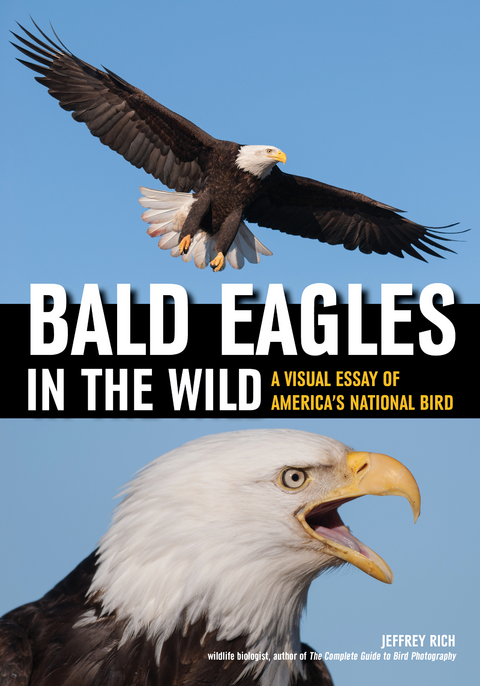 Bald Eagles In The Wild - Jeffrey Rich