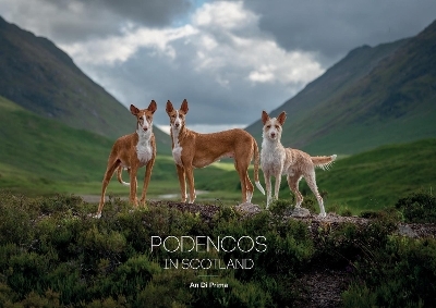 Podencos In Scotland - An Di Prima