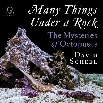 Many Things Under a Rock - David Scheel