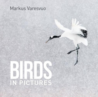 BIRDS IN PICTURES - Markus Varesvuo