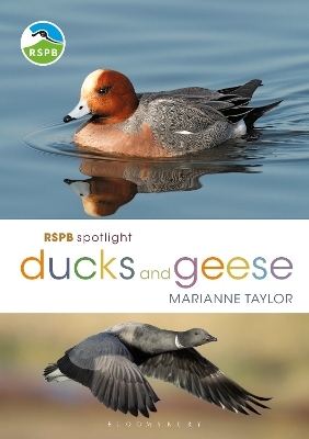 RSPB Spotlight Ducks and Geese - Marianne Taylor