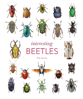 Interesting Beetles - Max Barclay
