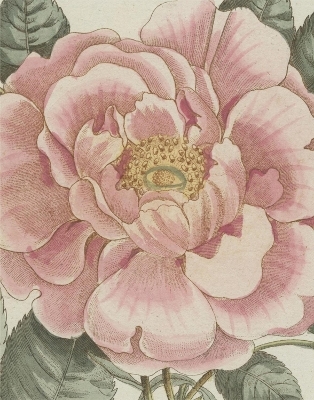 John Derian Picture Book II - John Derian