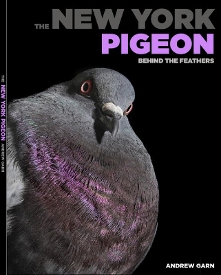 The New York Pigeon - 
