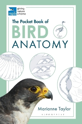 The Pocket Book of Bird Anatomy