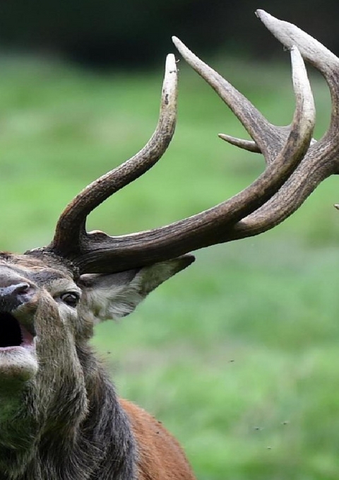 Die Hirsche der Welt - C. Gloger