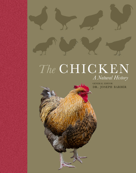 The Chicken - Joseph Barber
