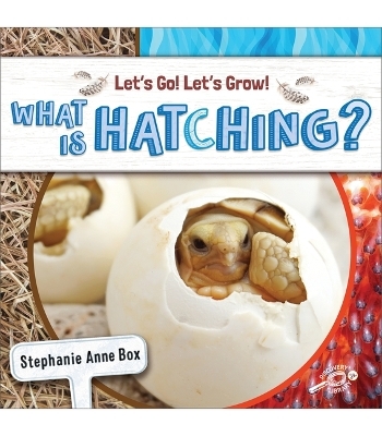 What Is Hatching? - Stephanie Anne Box
