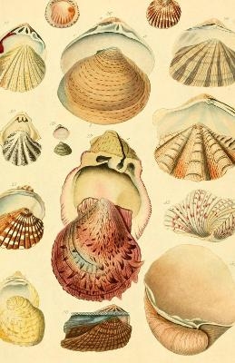 Beachcomber (Blank Lined Journal) - 