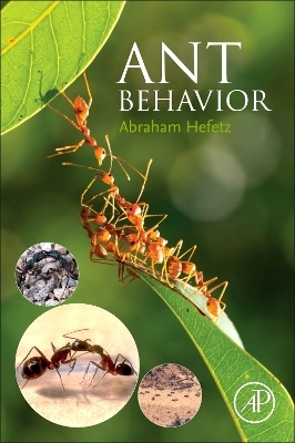 Ant Behavior - Abraham Hefetz