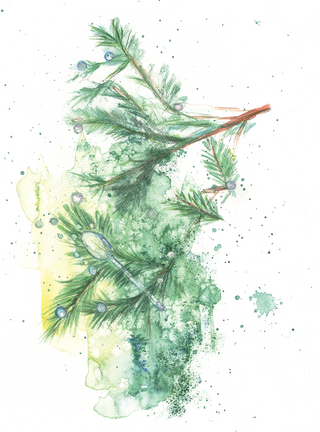 Glitzerfest im Tannenwald