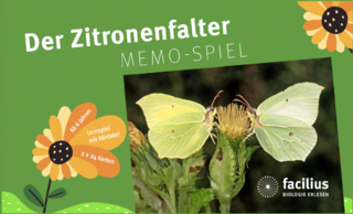 Der Zitronenfalter