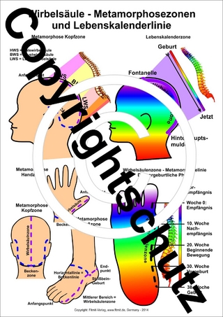 Wirbelsäule Metamorphosezonen