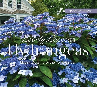 Lovely Lacecap Hydrangeas - Joan Harrison