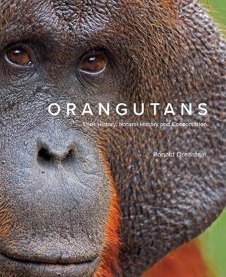 Orangutans - Ronald Orenstein