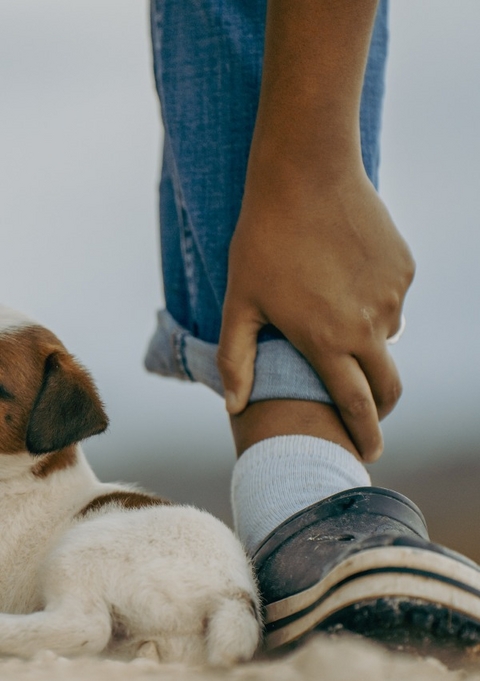 Fifi Kurs / Fifi Kurs Hundef&uuml;hrerschein - Jens M&ouml;ller