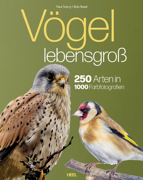 V&ouml;gel lebensgro&szlig; - Paul Sterry, Bob Read