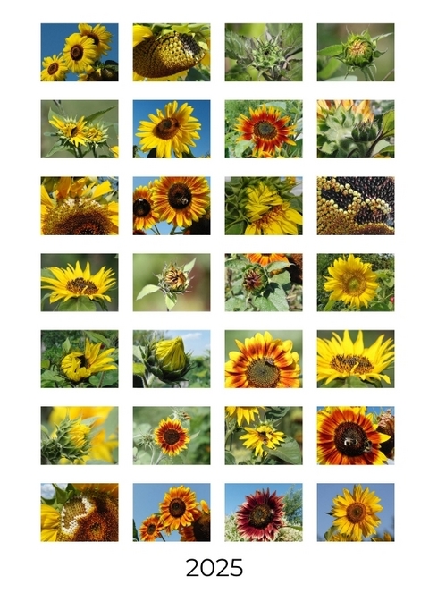 Sonnenblumen