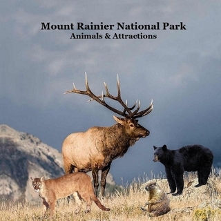 Mount Rainier National Park Animals Attractions Kids Book