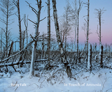 In Search of Amnesia - Barry Falk