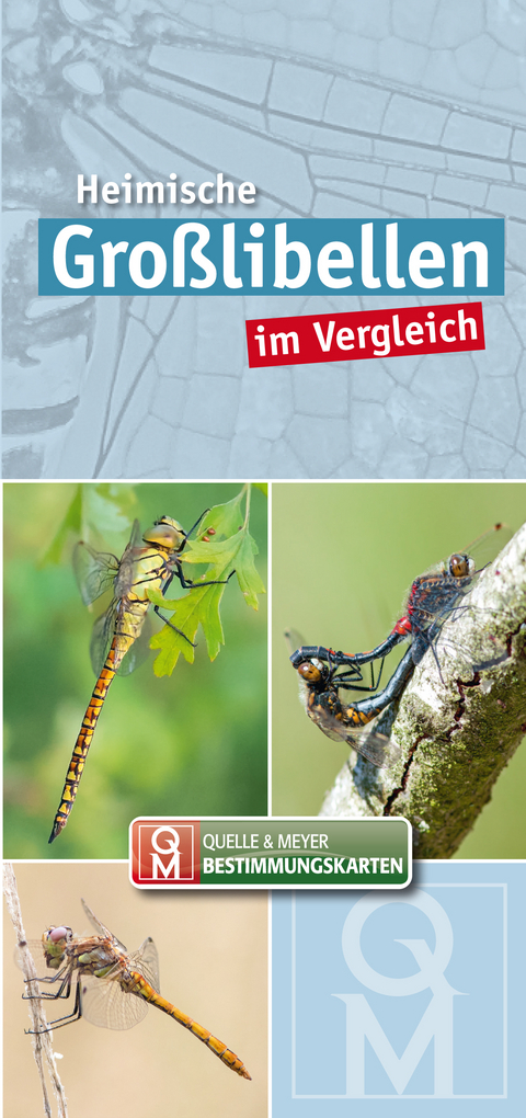 Heimische Gro&szlig;libellen im Vergleich