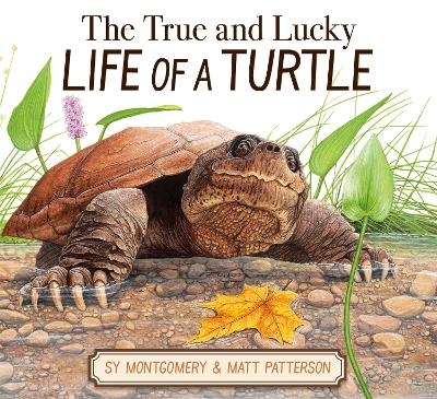 The True and Lucky Life of a Turtle - Sy Montgomery