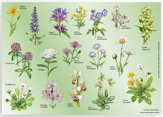 Tischset „Wiesenblumen“ - 