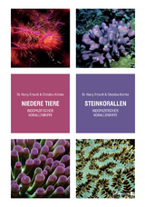 Steinkorallen, Niedere Tiere