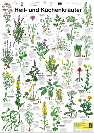 Heil- und Küchenkräuter - F W Welter-Schultes
