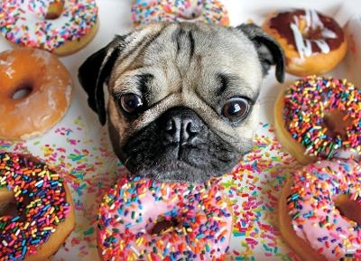 Doug the Pug Jigsaw -  Willow Creek Press