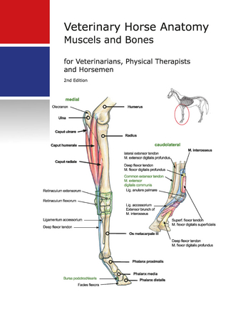 Veterinary Horse Anatomy Muscels and Bones