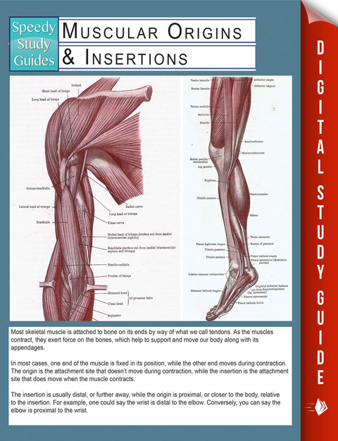 Muscular Origins & Insertions (Speedy Study Guides) - Speedy Publishing
