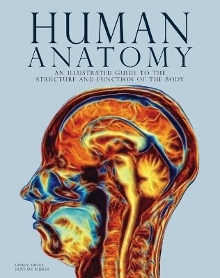 Human Anatomy - 