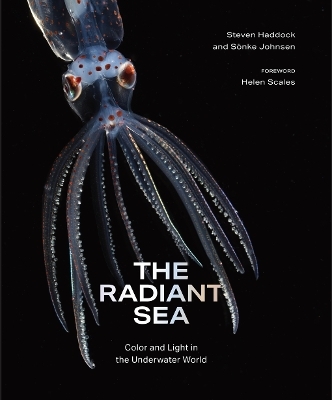 The Radiant Sea - Steven Haddock, S&ouml;nke Johnsen