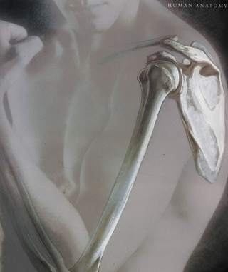 Human Anatomy Student CD-ROM