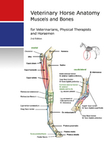 Veterinary Horse Anatomy Muscels and Bones - Katja G&uuml;hring