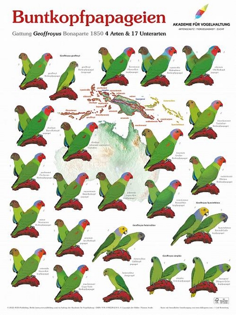 Poster Buntkopfpapageien - Thomas Arndt