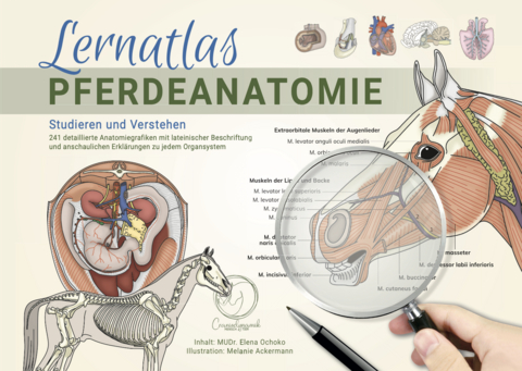 Lernatlas Pferdeanatomie - Elena Ochoko