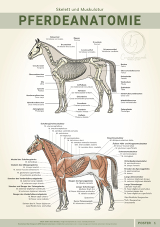 Poster Pferdeanatomie