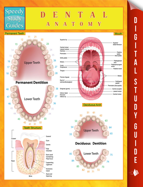 Dental Anatomy Speedy Study Guides - Speedy Publishing