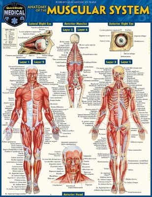 Anatomy of the Muscular System