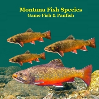 Montana Game Fish and Panfish Species Kids Book