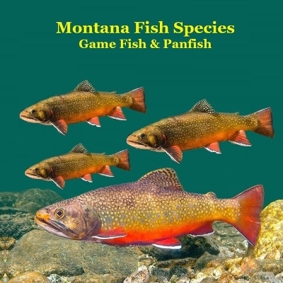 Montana Game Fish and Panfish Species Kids Book - Kinsey Marie, Billy Grinslott